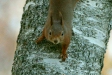 Red Squirrel